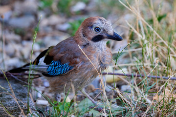 (Garrulus glandarius) sits in the grass in the park and feeds on food left by people.