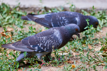 close up with pigeons looking for food in the grass