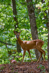 deer in the forest in its natural environment.