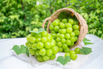 Fresh Green Grape in Bamboo basket on white table in the garden, Green Muscat Grape with leaves in blur background.