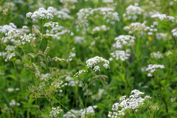 Cow parsley (Anthriscus sylvestris) has also names wild chervil.Field of white flowers in the forest. Nature background. 