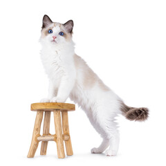 Expressive Ragdoll cat kitten, standing side ways. Looking towards camera with blue eyes. Isolated...