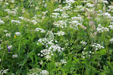 Cow parsley (Anthriscus sylvestris) has also names wild chervil.Field of white flowers in the forest. Nature background. 