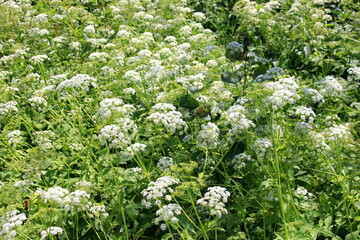 Cow parsley (Anthriscus sylvestris) has also names wild chervil.Field of white flowers in the...