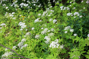 Cow parsley (Anthriscus sylvestris) has also names wild chervil.Field of white flowers in the forest. Nature background. 