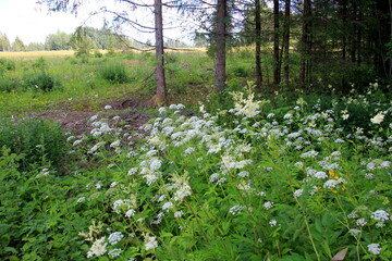 Cow parsley (Anthriscus sylvestris) has also names wild chervil.Field of white flowers in the forest. Nature background. 