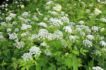 Cow parsley (Anthriscus sylvestris) has also names wild chervil.Field of white flowers in the forest. Nature background. 