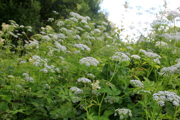 Cow parsley (Anthriscus sylvestris) has also names wild chervil.Field of white flowers in the...