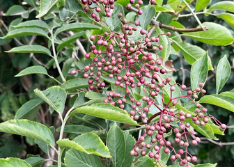 purple unripe elderberries hanging on a branch of an elderberry bush