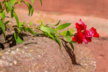 red flower is growing on a brick wall.