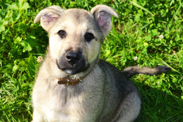 Small yard cute puppy on green grass