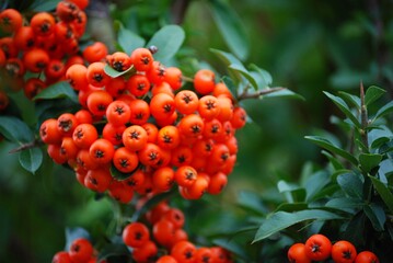 Nahaufnahme einer Feuerdornzweiges mit reifen Früchten.