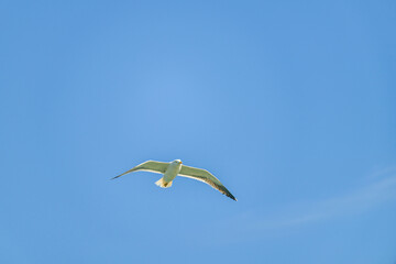 Möwe im Himmel
