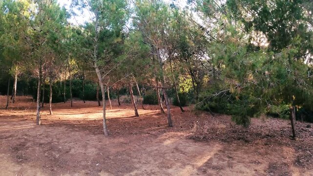 Moving through the Foce Del Fiume Platani forest in Sicily, Italy in summer