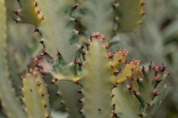 Large cactus being grown for sale for gardens and architect designs with its unique shapes and patterns