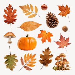 Autumn leaf element set