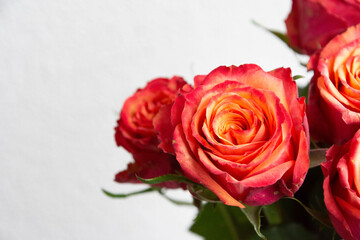 グラデーションカラーのバラ