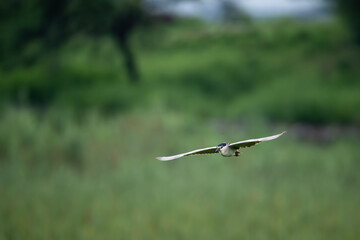 Black Crowned Night Heron Flying 