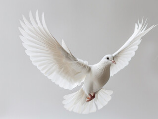 Fototapeta premium White dove soaring gracefully against a light background