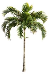 Tropical palm tree isolated background