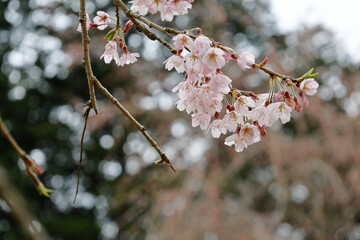 初春の桜