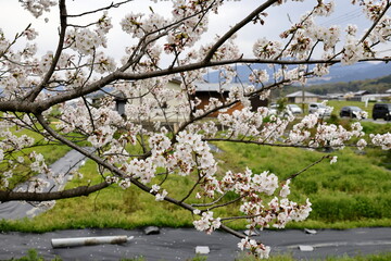 初春の桜