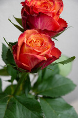 グラデーションカラーのバラ