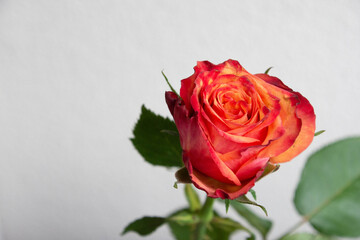 グラデーションカラーのバラ