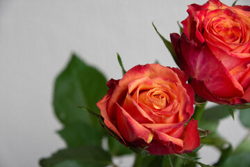 グラデーションカラーのバラ