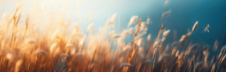 Golden grasses gently swaying under warm sunlight, creating a serene and peaceful scene against a soft blue sky.