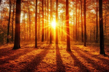 A scene of a forest during summer equinox