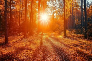 Obraz premium A scene of a forest during summer equinox