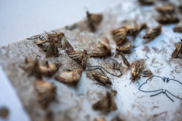 gray moth clinging to a sticky surface, close-up view, selective focus. Destruction of moths
