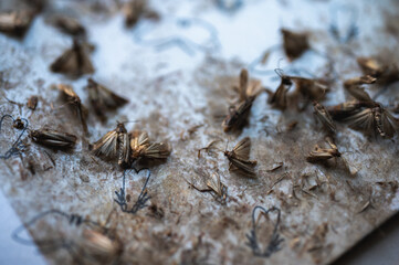 gray moth clinging to a sticky surface, close-up view, selective focus. Destruction of moths