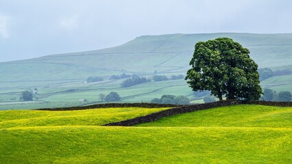 Farms in Yorkshire Dales National Park, North Yorkshire, England