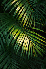 Lush Green Palm Fronds Intertwined in Sunlight.