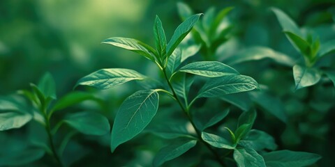 Obraz premium Close-up of plant with green leaves