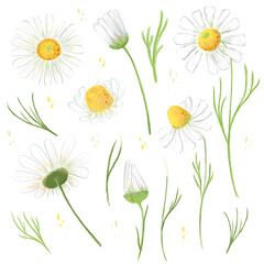 Summer or spring colorful set of illustrations with realistic daisy flowers. Can be used for invitation, card, poster, t-shirt, sticker, social net story and post.
