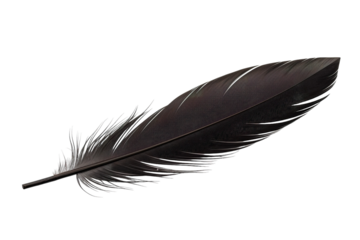 Graceful Black Feather Gently Resting on a White Surface Under Soft Natural Light on Transparent PNG Background.