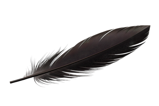 Graceful Black Feather Gently Resting on a White Surface Under Soft Natural Light on Transparent PNG Background.