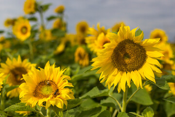Fototapeta premium Sunflowers (helianthus) in a field