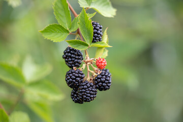 Branch with black blackberries close-up