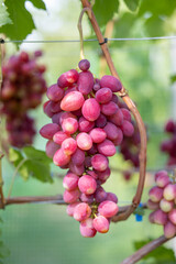 Close-up of pink grapes on a vine