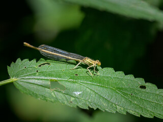 A Blue Featherleg damselfly resting on a leaf