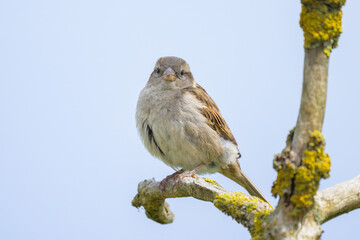 A female House Sparrow sitting on a twig