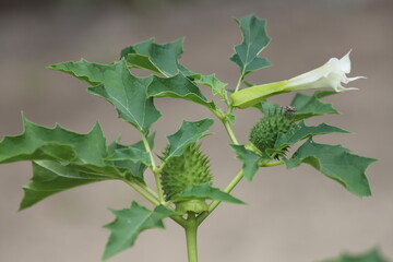 Datura stramonium. Hallucinogen plant Devil's Trumpet, also called Jimsonweed.