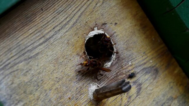 Hornissen haben ihr Nest im Meisenkasten