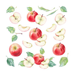 Watercolor set of red apples and leaves. Botanical illustration. Autumn fruit background