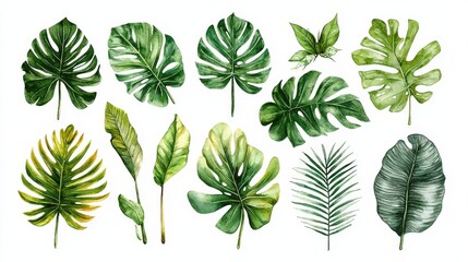 An assortment of tropical leaves in various shapes and shades of green, showcasing the diversity of plant life in a natural setting