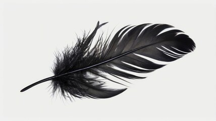 Black feather isolated on white or transparent PNG 
